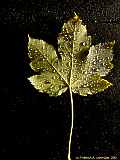 Acer pseudoplatanus - Berg Ahorn