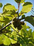 Actinidia chinensis Planch.