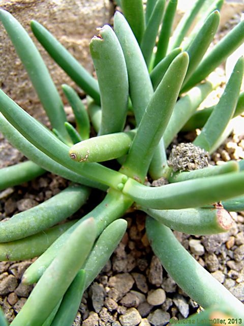 Ebracteola cordifolia