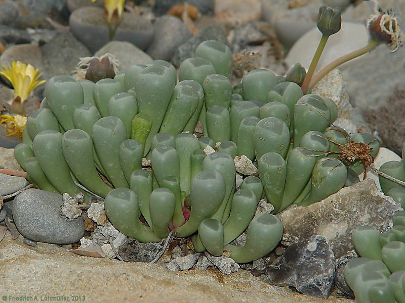 Fenestraria rhopalophylla