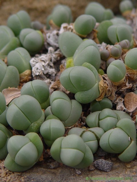 Gibbaeum heathii