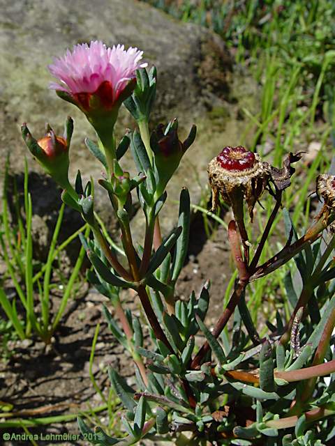 Lampranthus conspicuus 'Rosa'