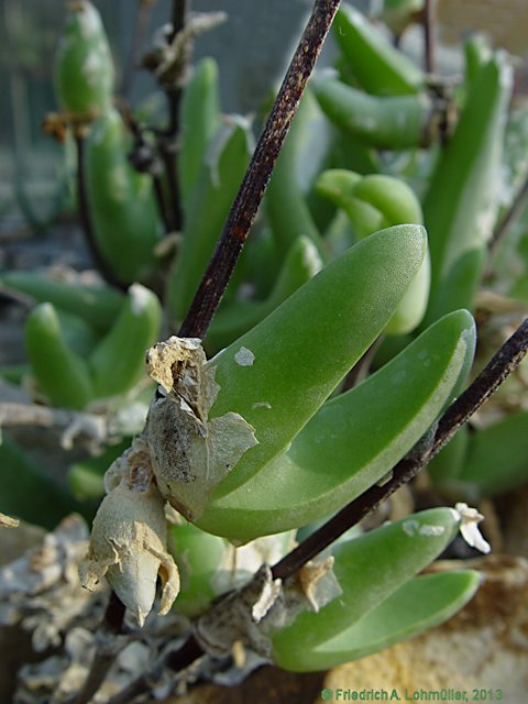 Mitrophyllum latibrateatum