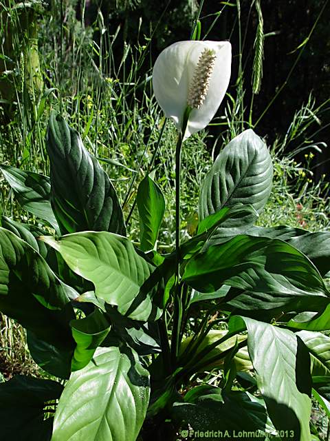 Spathiphyllum floribundum