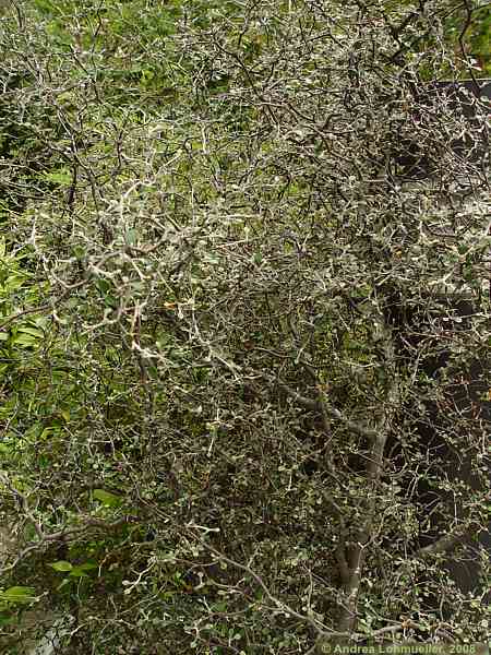Corokia cotoneaster