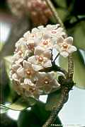 Hoya carnosa, Wax plant, Fleischige Wachsblume