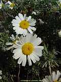 Chrysanthemum hosmariense