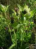 Cirsium oleraceum