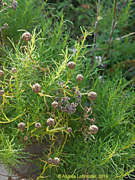 Santolina rosmarinifolia