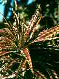 Hechtia species