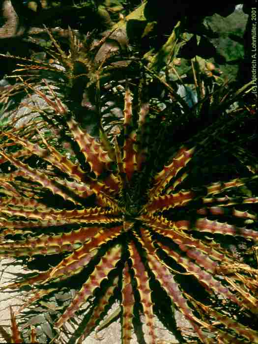 Hechtia species