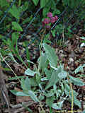 Calceolaria arachnoidea