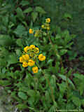 Calceolaria cavanillesii
