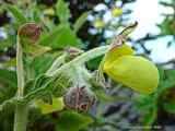 Calceolaria fiebrigiana