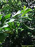 Canella winteriana