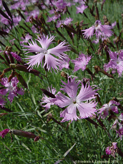 Dianthus species