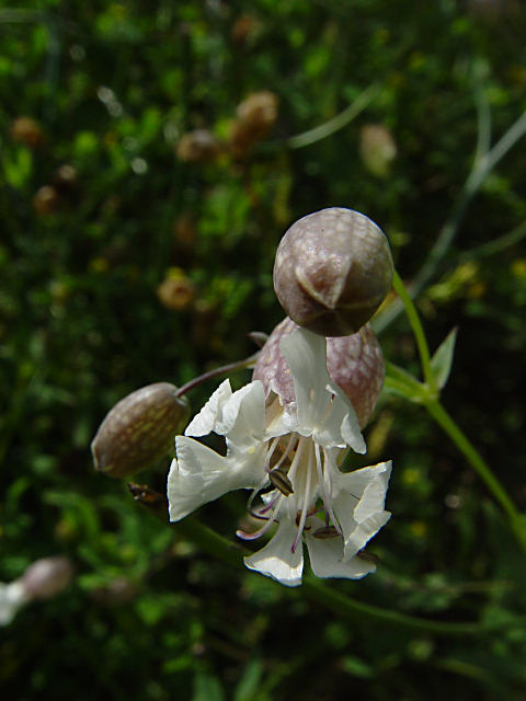 Silene vulgaris ssp. maritima