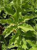 Cephalaria tatarica