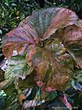 Acalypha wilkesiana cv. Musaica