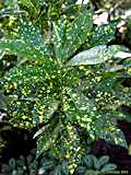 Codiaeum variegatum 'Aucubifolium'