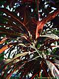 Codiaeum variegatum var. variegatum