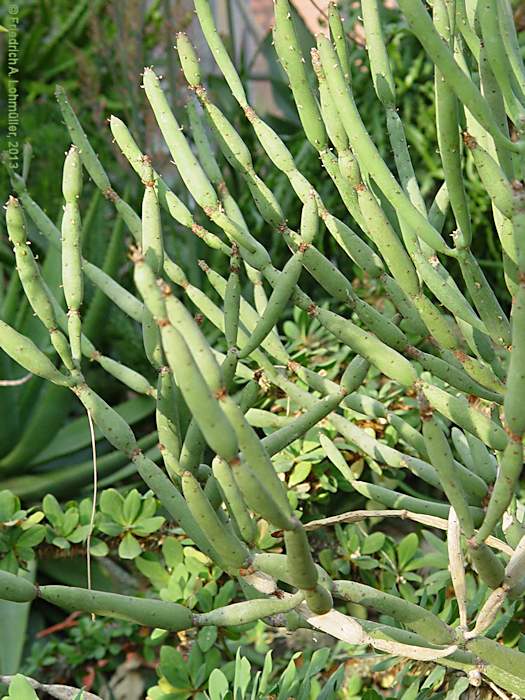 Euphorbia alluaudii subsp. oncoclada