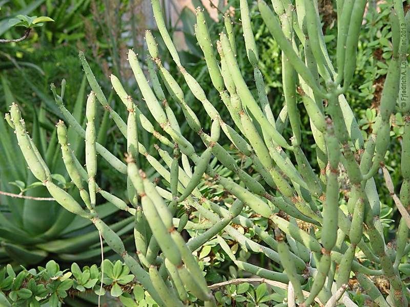 Euphorbia alluaudii subsp. oncoclada