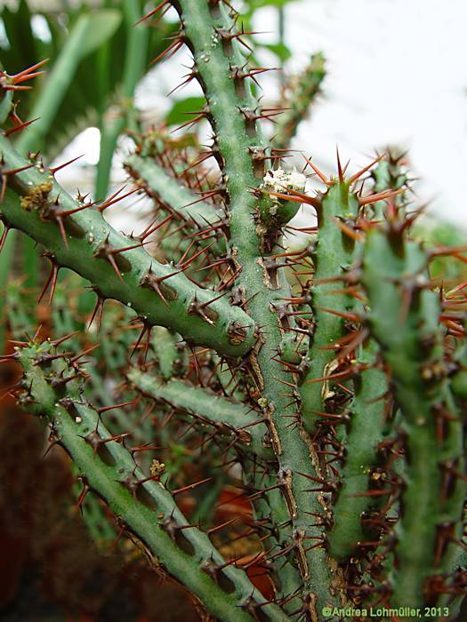 Euphorbia angustiflora
