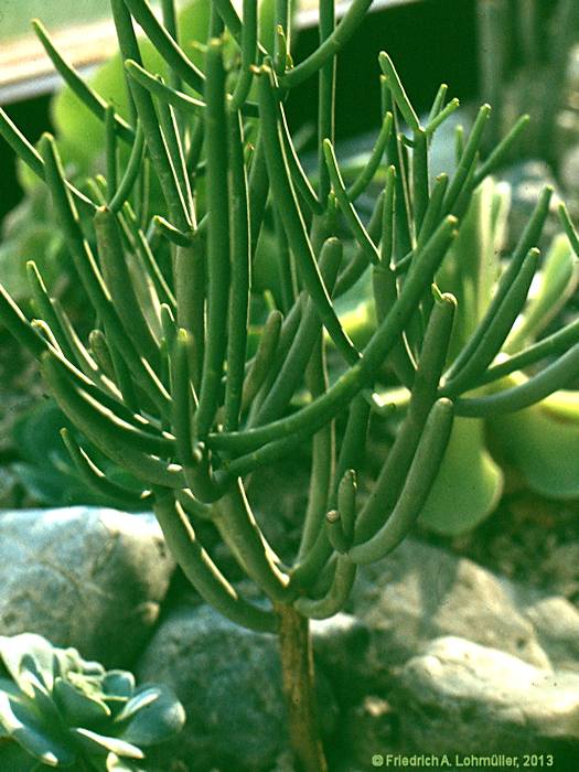 Euphorbia aphylla