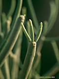Euphorbia aphylla