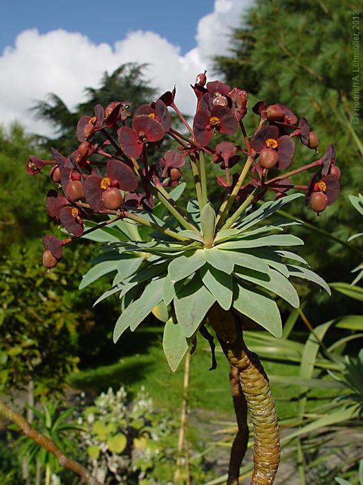 Euphorbia atropurpurea