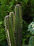 Euphorbia canariense