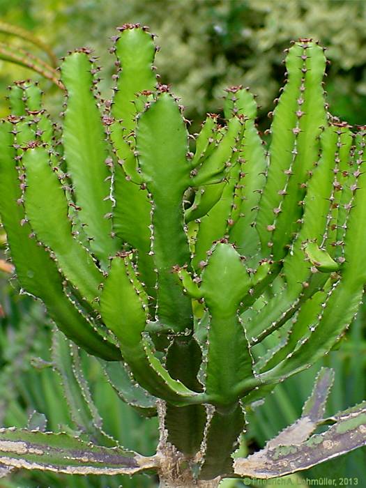 Euphorbia conspicua