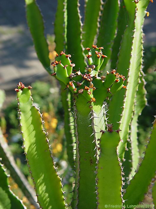 Euphorbia conspicua