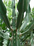 Euphorbia cooperi