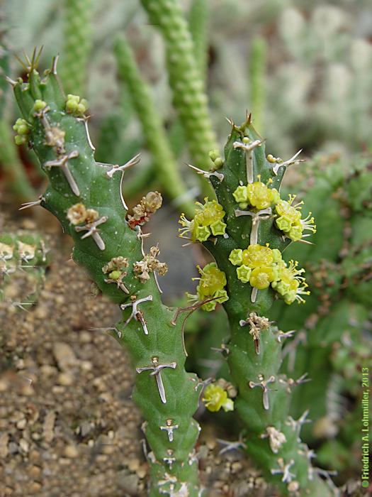 Euphorbia furcata