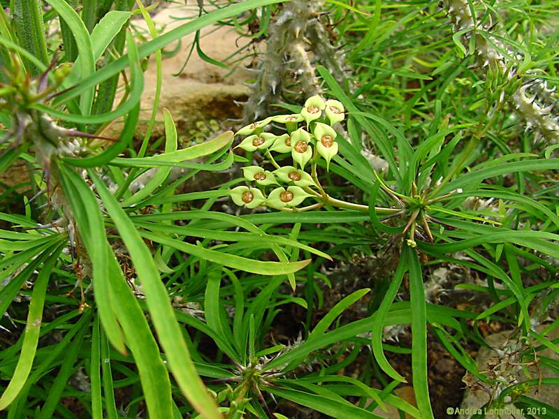 Euphorbia genoudiana