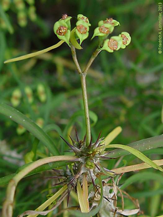 Euphorbia genoudiana