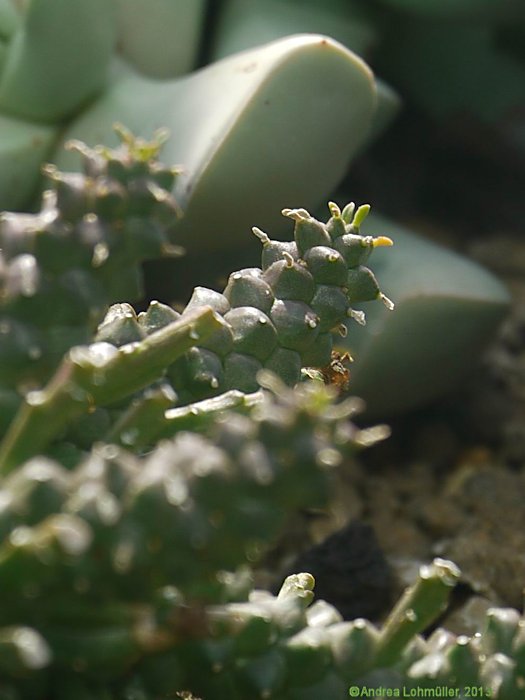 Euphorbia gorgonis