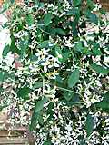 Euphorbia graminea 'Diamond Frost'