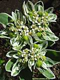 Euphorbia marginata