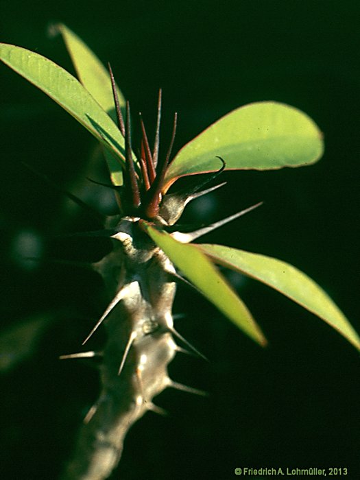 Euphorbia milii var. splendens