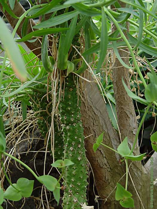 Euphorbia monteiroi