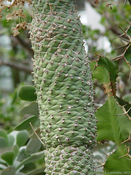 Euphorbia monteiroi