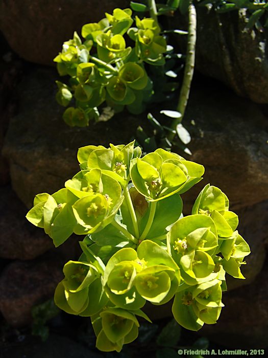 Euphorbia myrsinitis