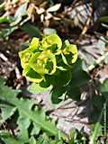 Euphorbia myrsinitis