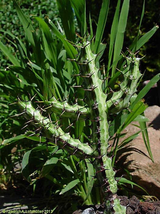 Euphorbia odontophora