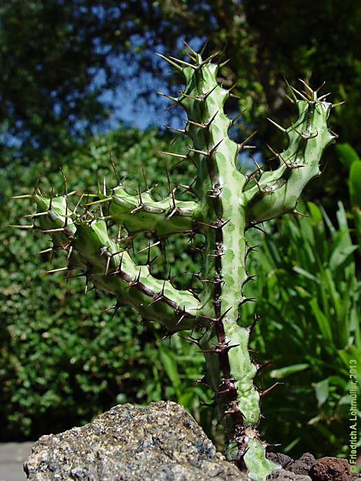 Euphorbia odontophora