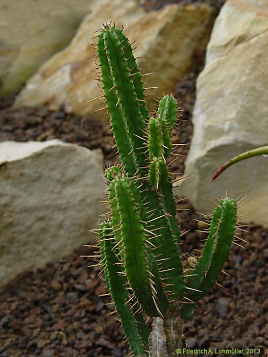 Euphorbia pentagona