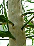 Euphorbia ramipressa